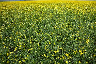 《光与影：33号远征队》力压《怪物猎人：荒野》 成为全英销量亚军